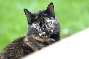 Dr. Donna Mignemi, Veterinarian, Spring Hill Florida